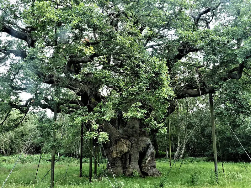 The Major Oak in Sherwood Forest, near Mansfield
